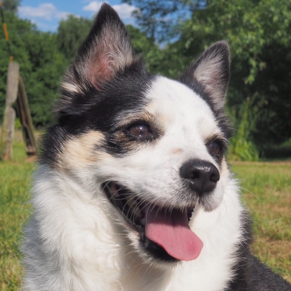 dog portrait