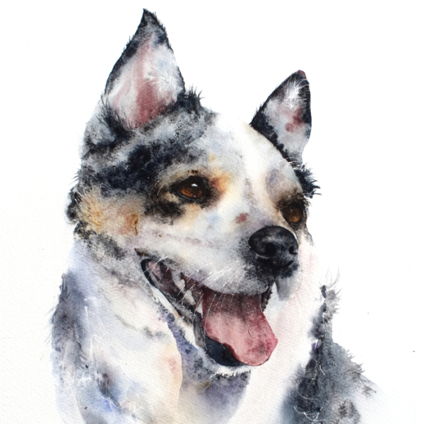 dog portrait