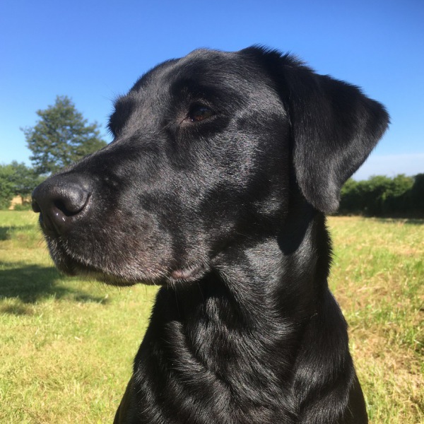 dog portrait