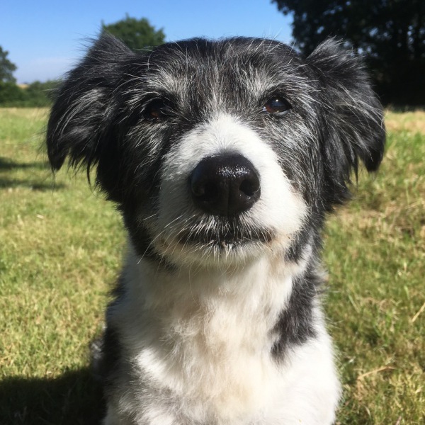 dog portrait