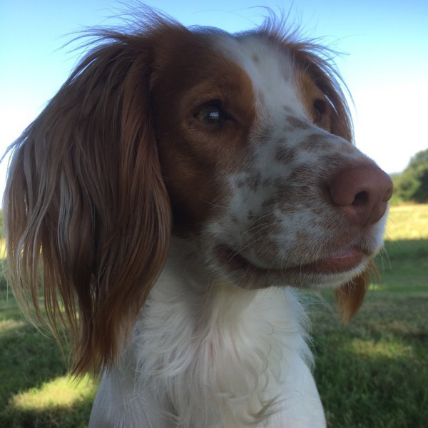 dog portrait