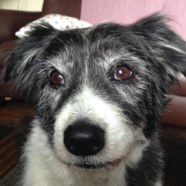 dog portrait